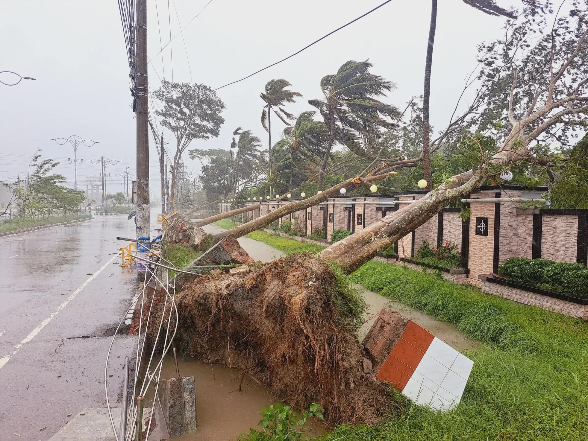 ঘূর্ণিঝড়ে উপড়ে গেছে গাছ
