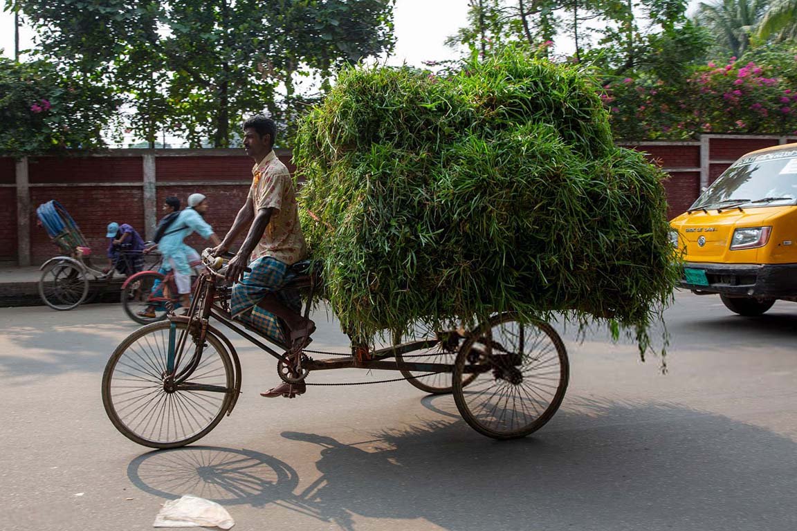 ভ্যানে করে ঘাসপাতা যাচ্ছে নগরের কোথাও