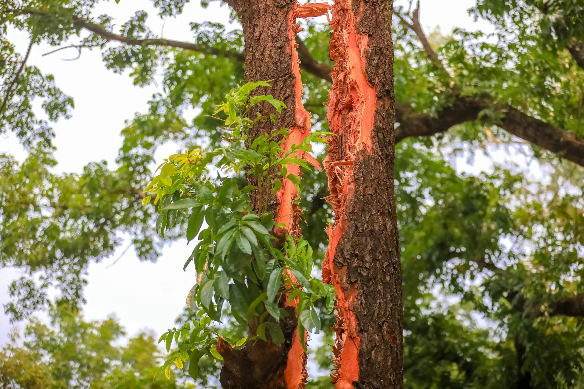 বজ্রপাতে দ্বিখণ্ডিত হয়ে যাওয়া মেহগনিগাছ। মঙ্গলবার দুপুরে পাবনা সরকারি এডওয়ার্ড কলেজের পদার্থবিজ্ঞান বিভাগের সামনে