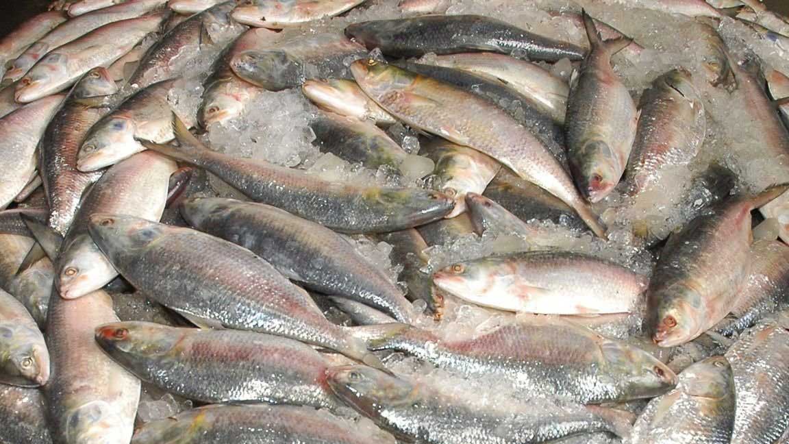 ইলিশ