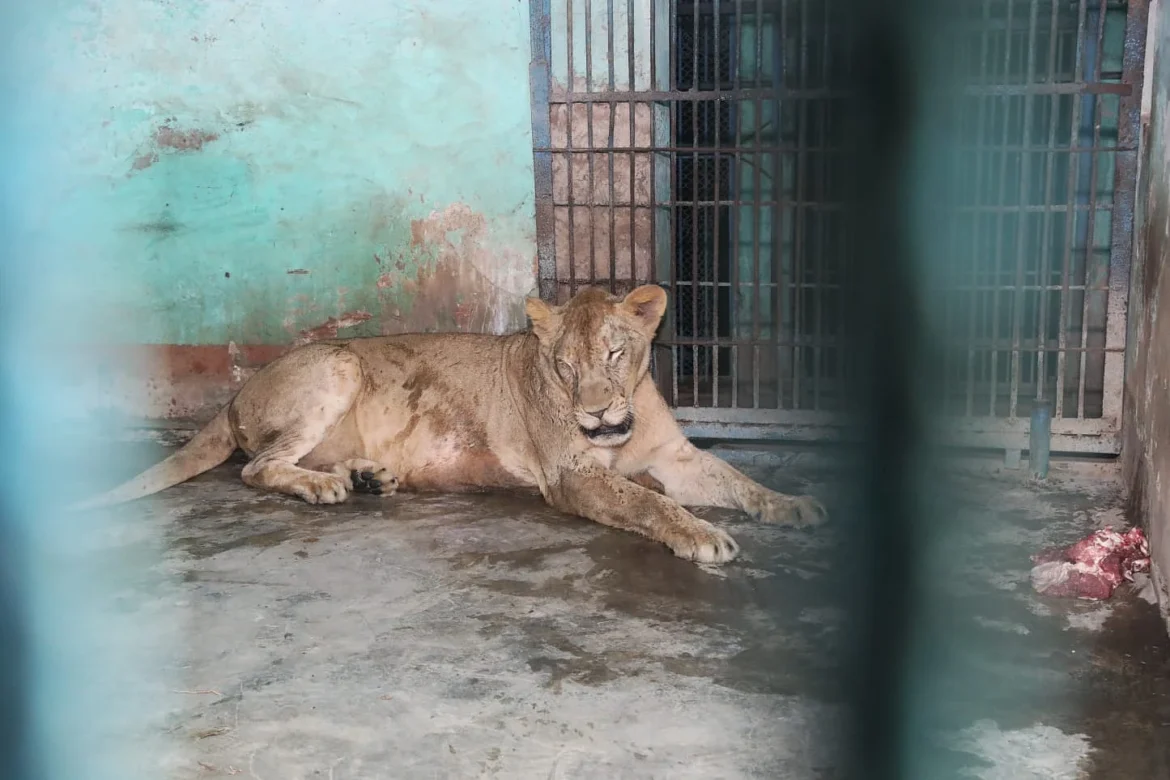 ঢাকা জাতীয় চিড়িয়াখানার একটি সিংহ